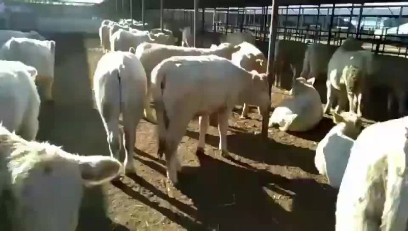 华北山西肉牛养殖基地：售牛热线13509702926