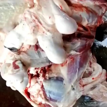 毛驴肉噜啦啦噜啦啦来了