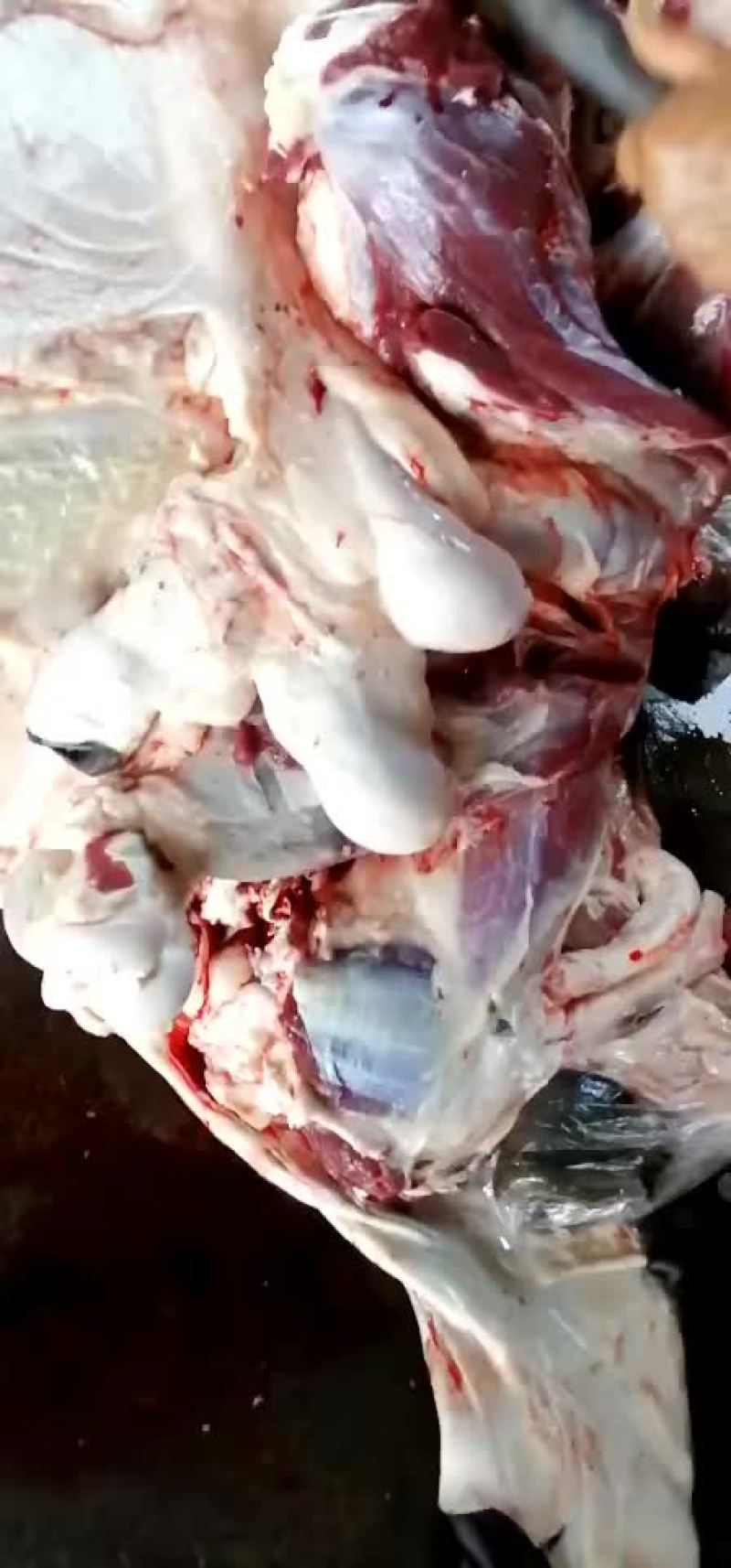 毛驴肉噜啦啦噜啦啦来了