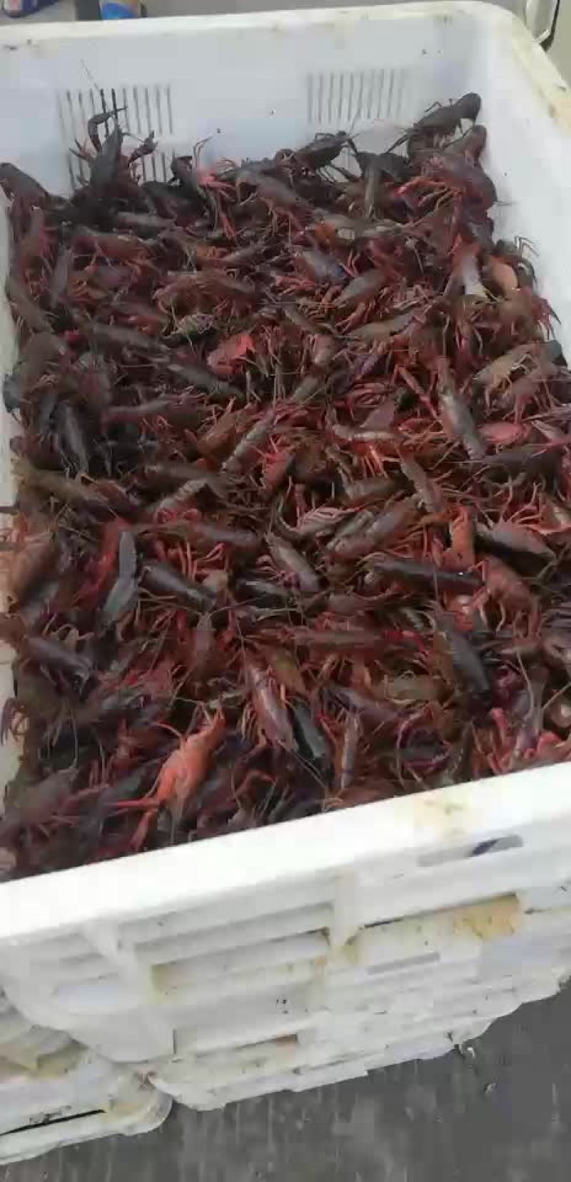 洪湖清水小龙虾苗种养殖淡水小龙虾虾苗活体湖苗种虾青幼苗种