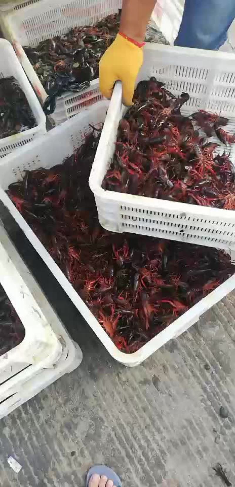 洪湖清水小龙虾苗种养殖淡水小龙虾虾苗活体湖苗种虾青幼苗种