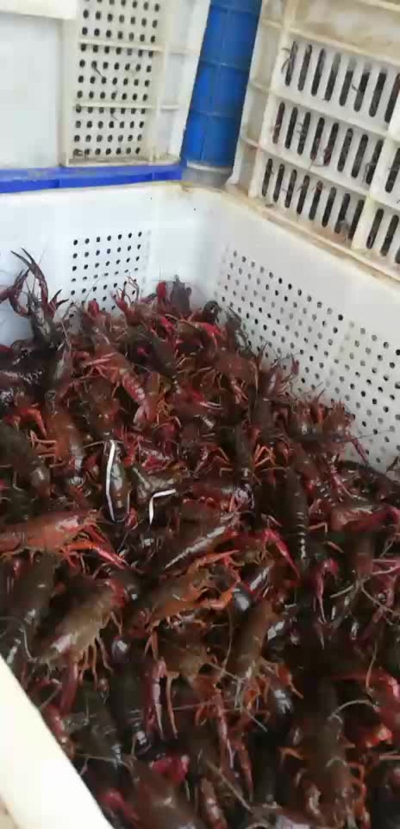 洪湖清水小龙虾苗种养殖淡水小龙虾虾苗活体湖苗种虾青幼苗种