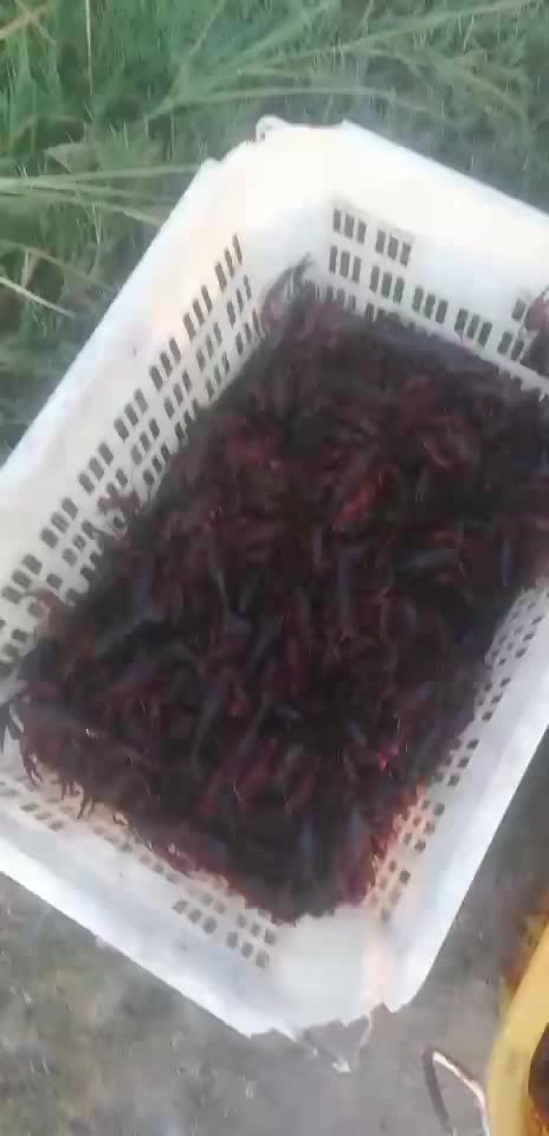 洪湖清水小龙虾苗种养殖淡水小龙虾虾苗活体湖苗种虾青幼苗种