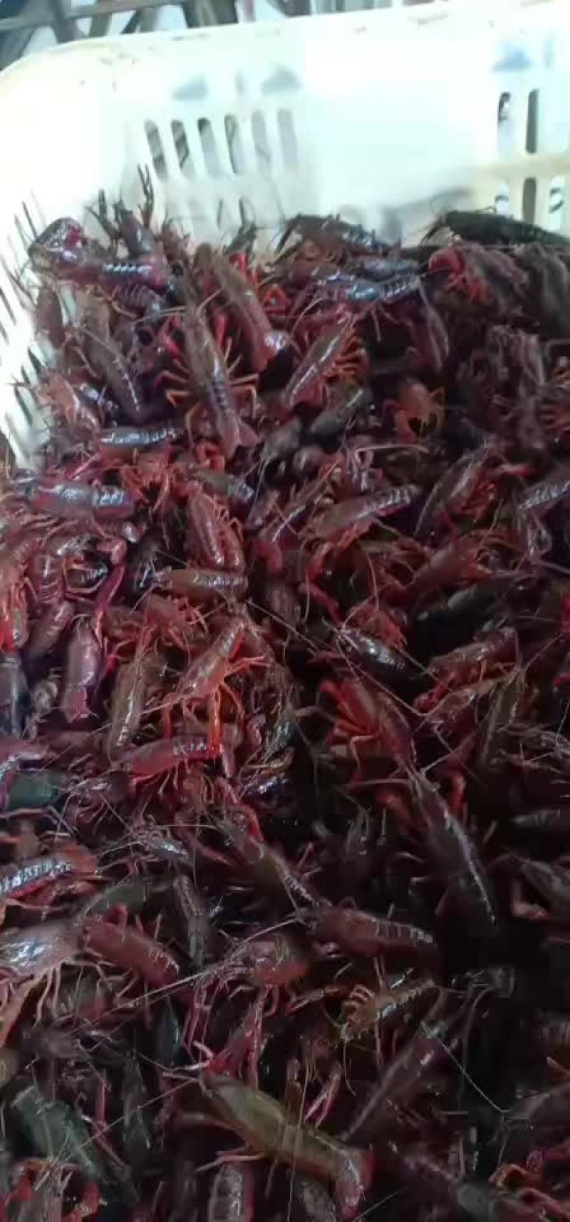 洪湖清水小龙虾苗种养殖淡水小龙虾虾苗活体湖苗种虾青幼苗种