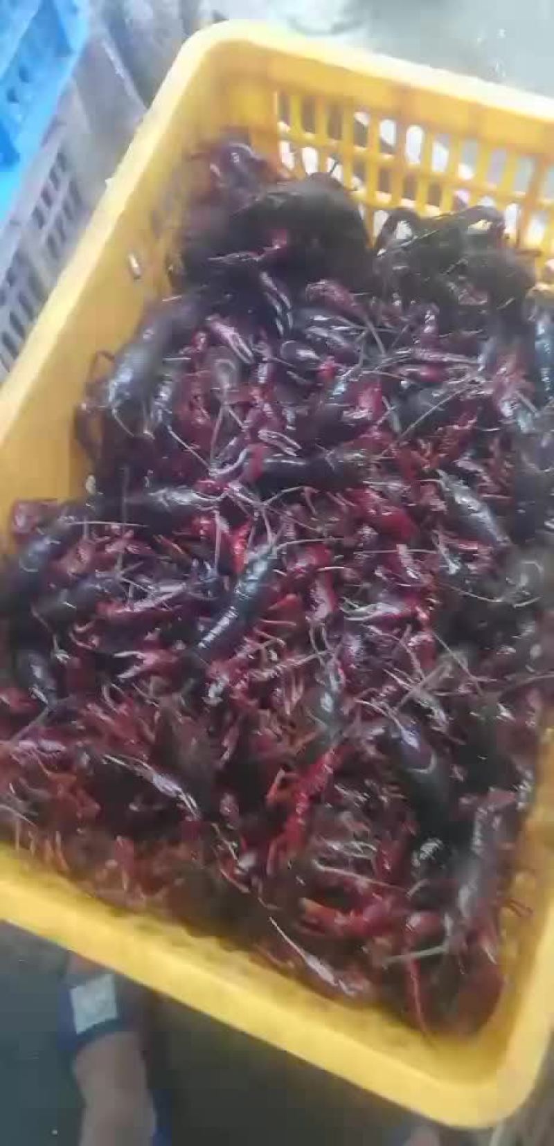 洪湖清水小龙虾苗种养殖淡水小龙虾虾苗活体湖苗种虾青幼苗种