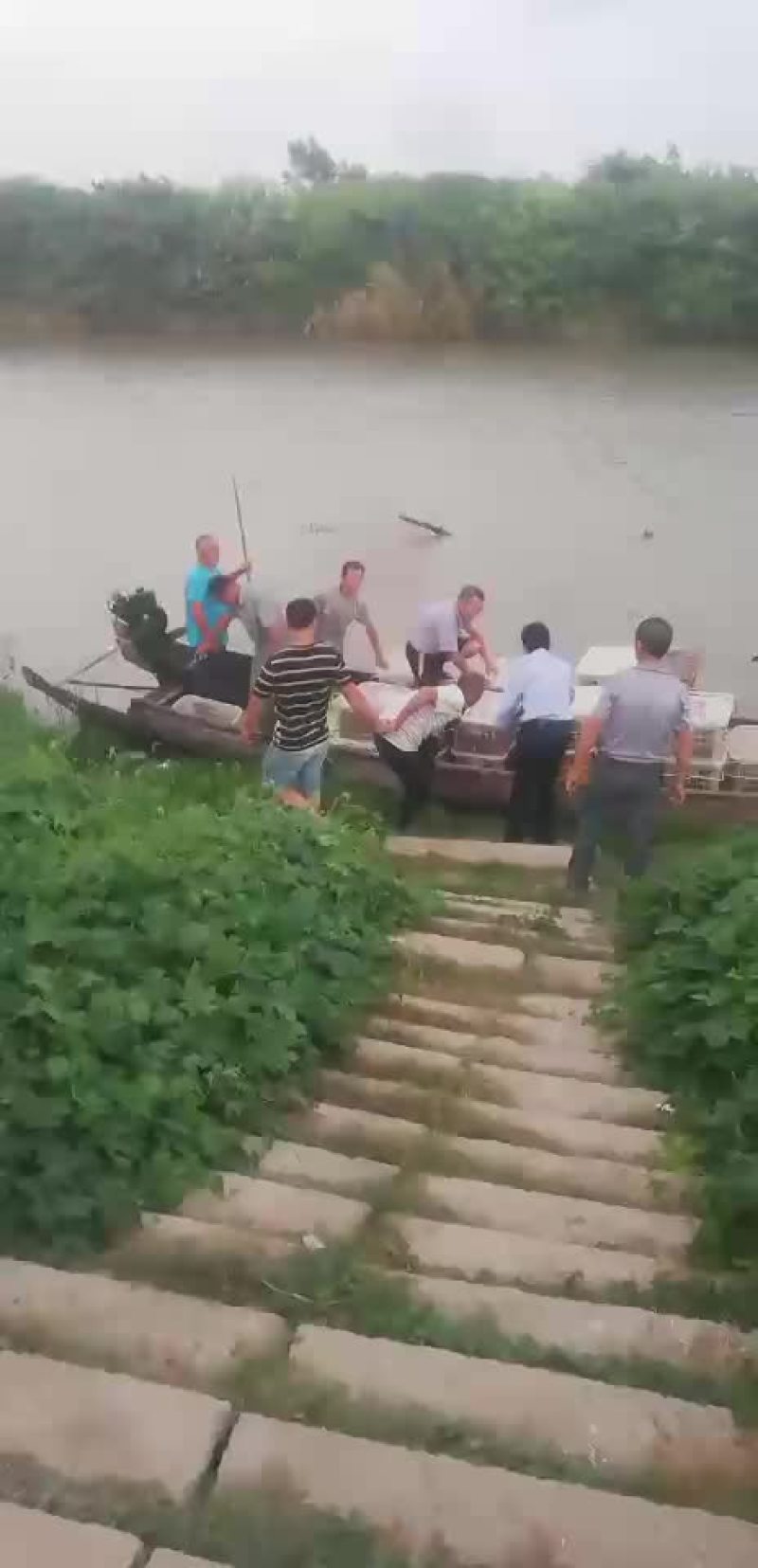 洪湖清水小龙虾苗种养殖淡水小龙虾虾苗活体湖苗种虾青幼苗种