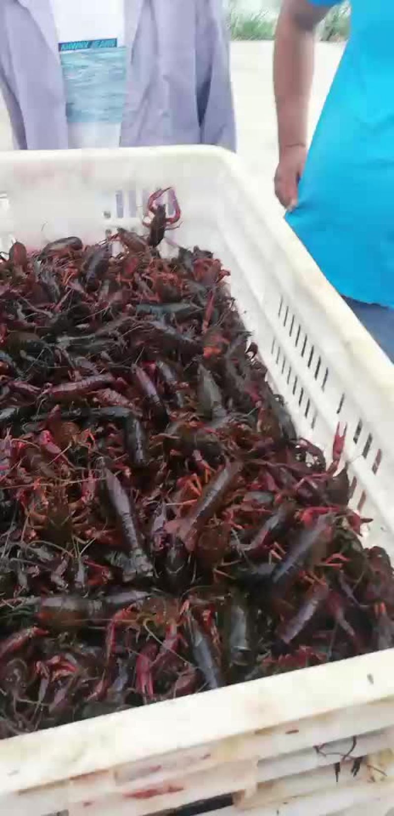 洪湖清水小龙虾苗种养殖淡水小龙虾虾苗活体湖苗种虾青幼苗种