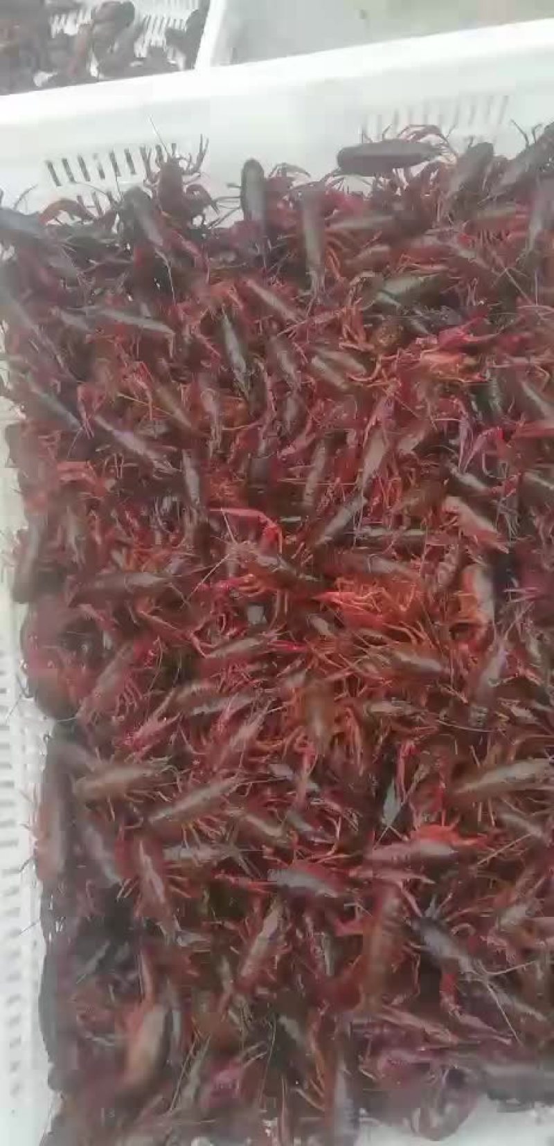 洪湖清水小龙虾苗种养殖淡水小龙虾虾苗活体湖苗种虾青幼苗种