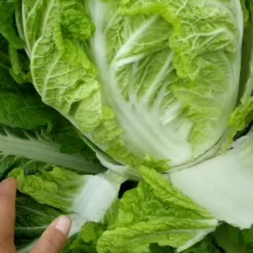 东北白菜大量上市了