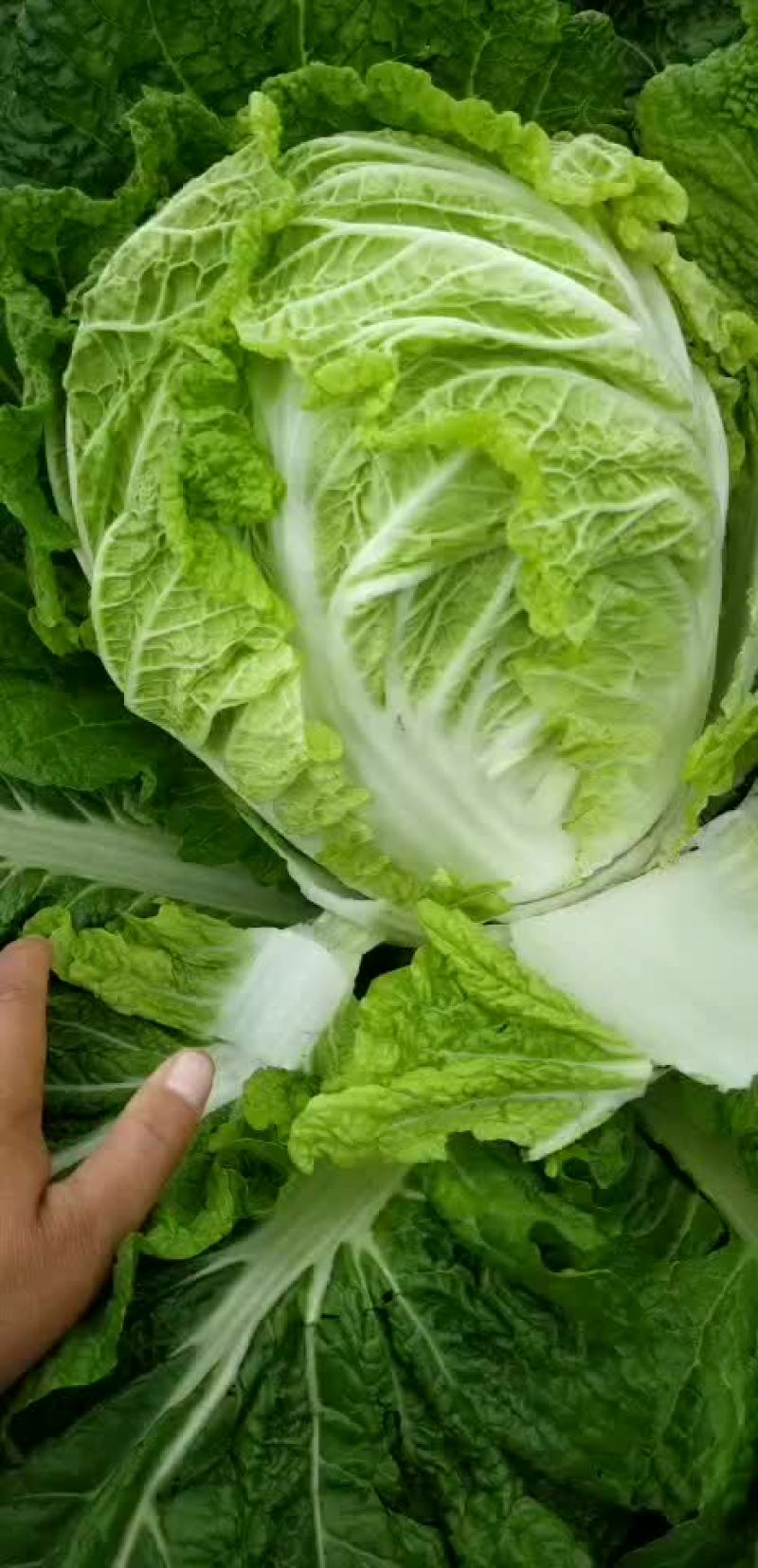 东北白菜大量上市了