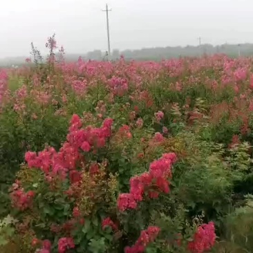 丛生紫薇