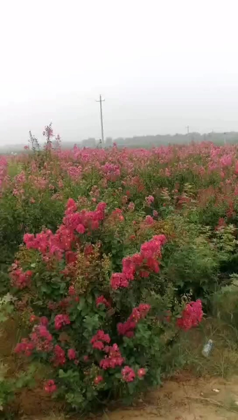 丛生紫薇