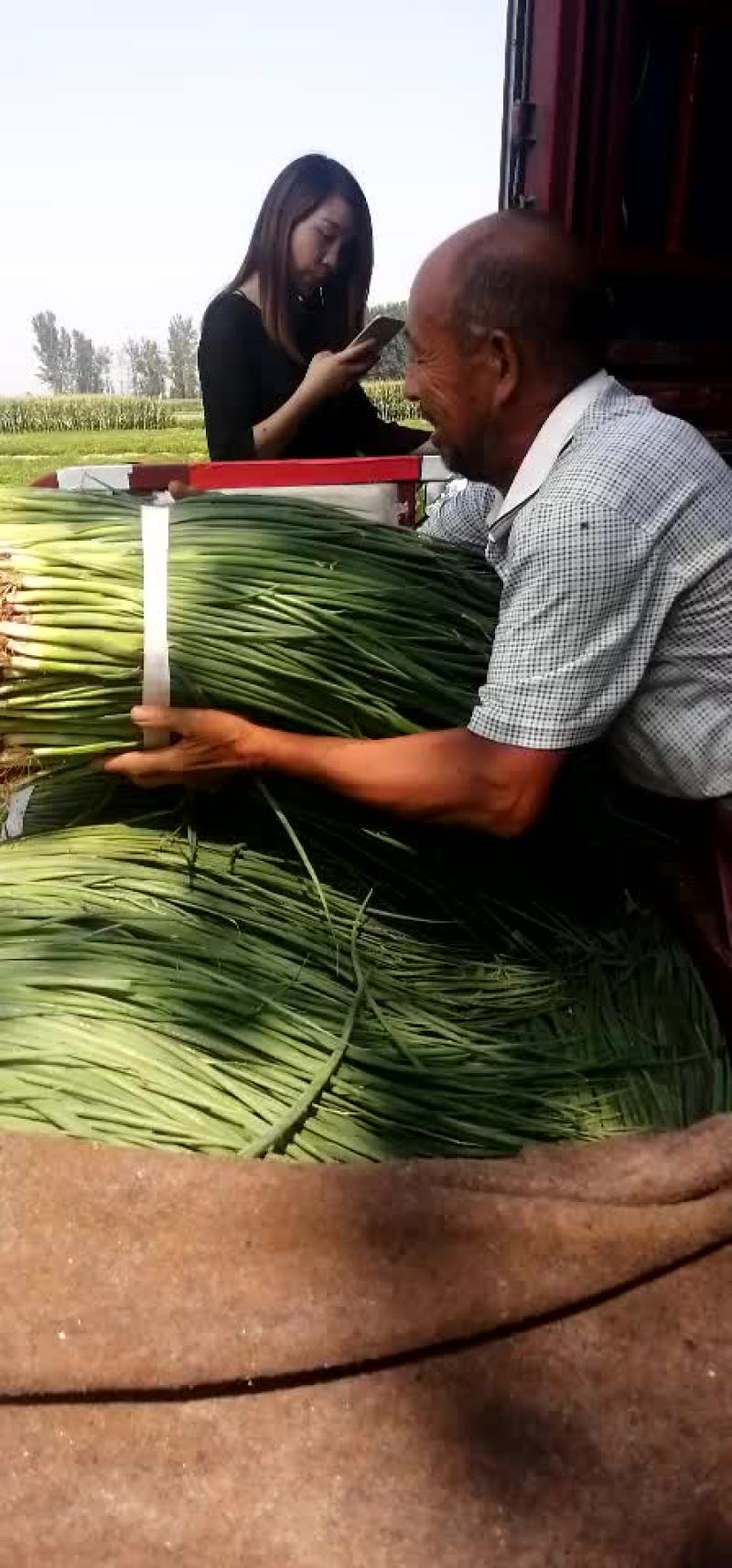 大葱苗！小葱！黑叶四季小钢葱！