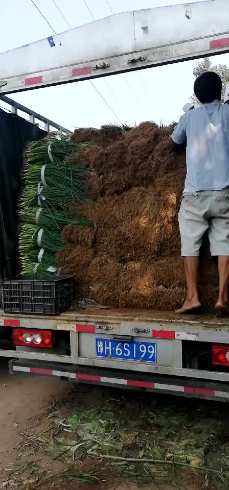 大葱苗！小葱！黑叶四季小钢葱！