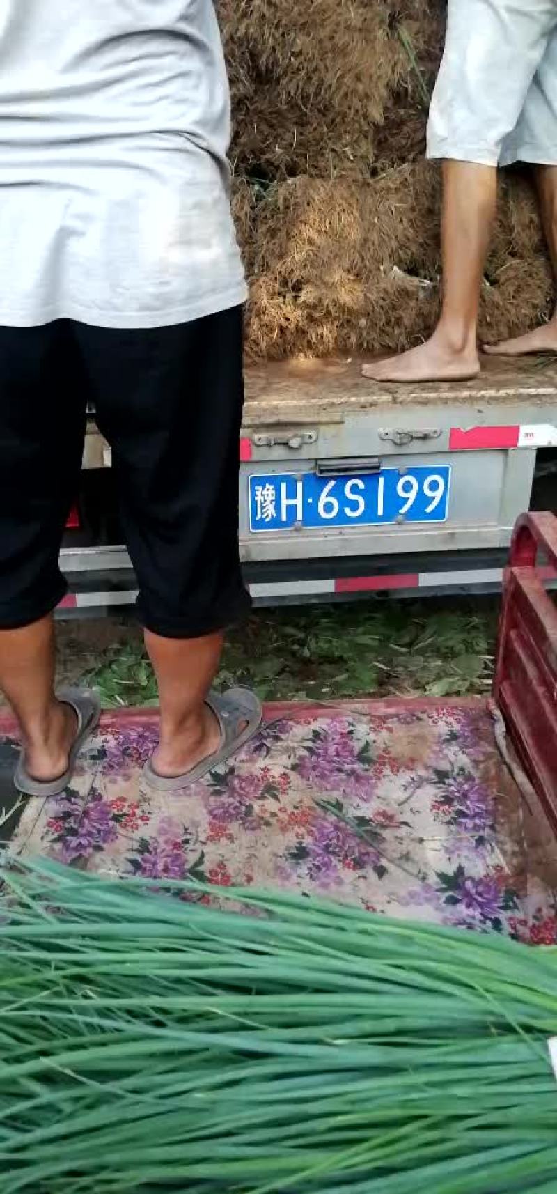 大葱苗！小葱！黑叶四季小钢葱！