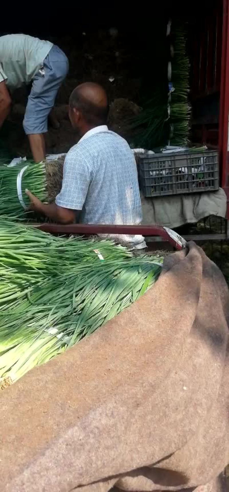 大葱苗！小葱！黑叶四季小钢葱！