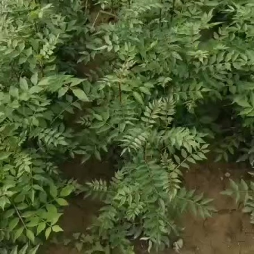 花椒苗大红袍花椒苗花椒树苗山西花椒苗