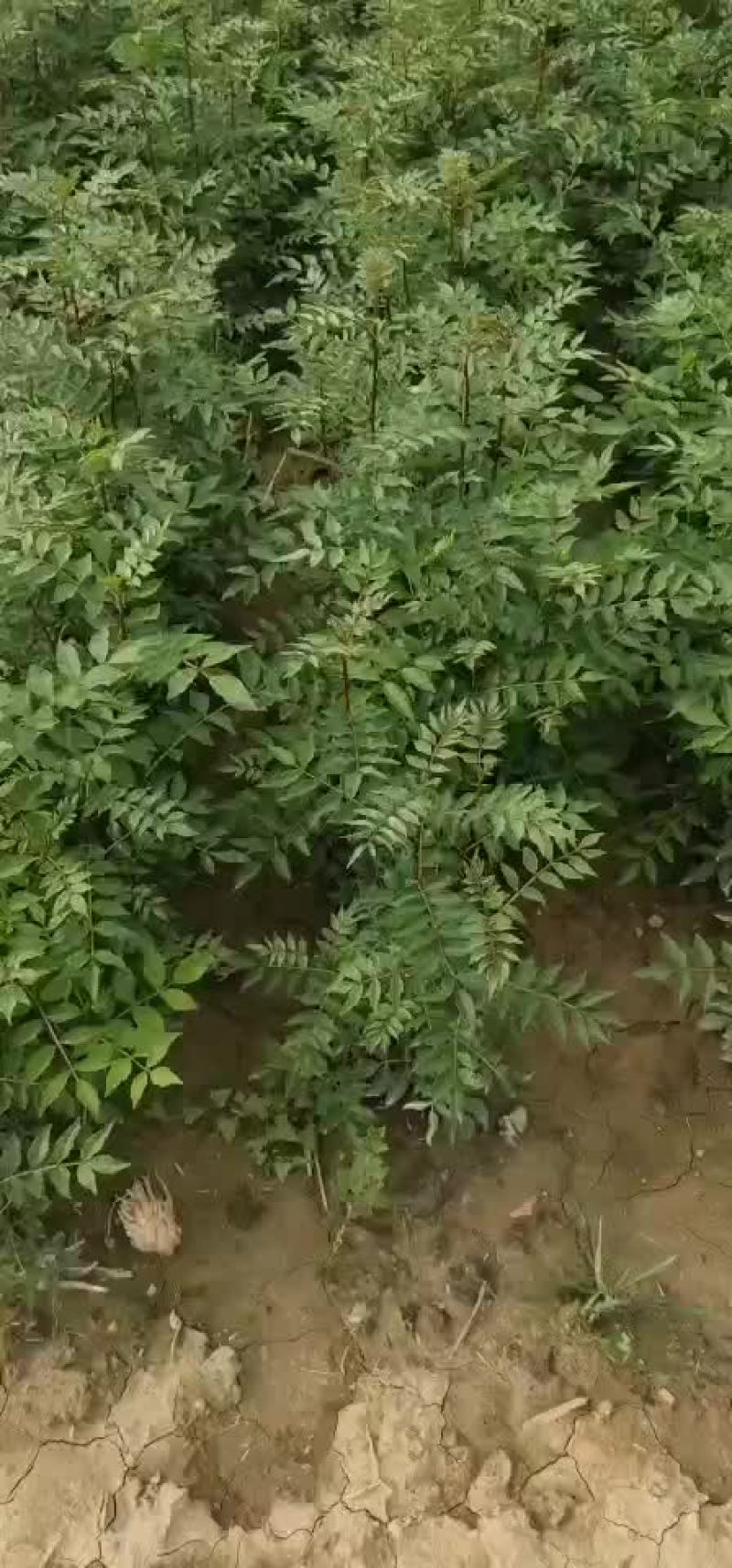花椒苗大红袍花椒苗花椒树苗山西花椒苗
