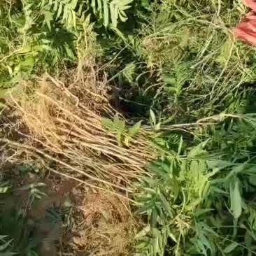 核桃苗核桃树苗嫁接核桃苗山西核桃苗