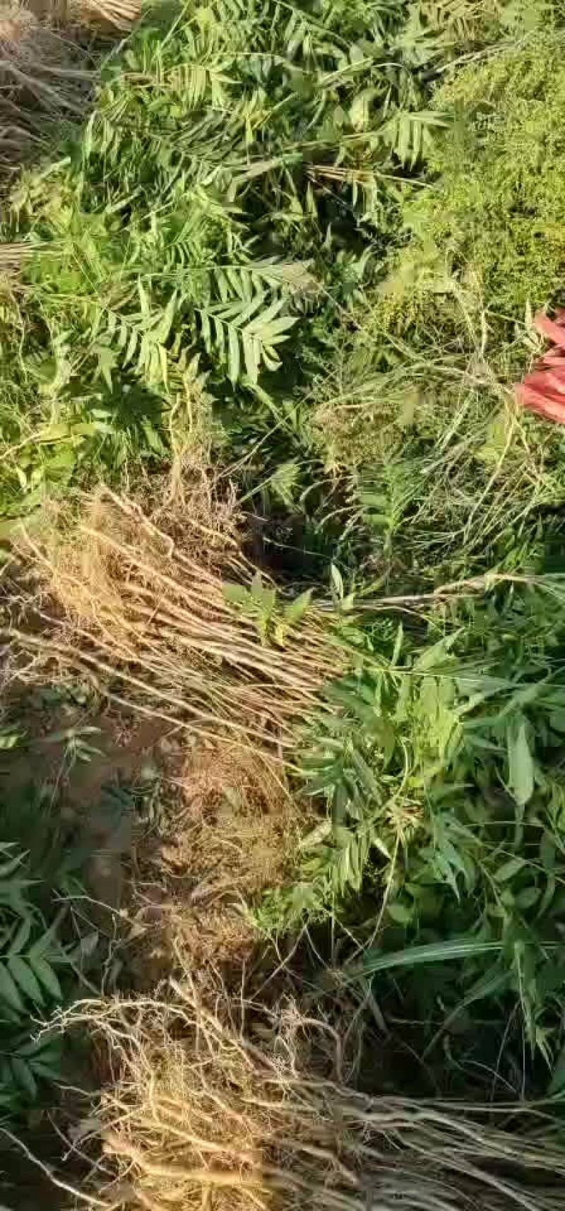 核桃苗核桃树苗嫁接核桃苗山西核桃苗