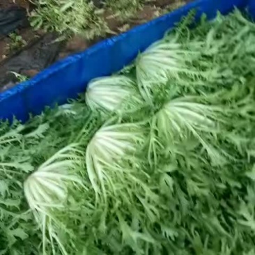 苦菊掉价质量完美有一流的团队