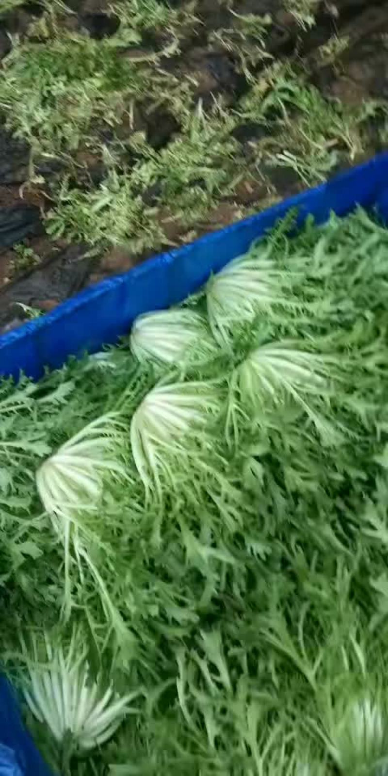 苦菊掉价质量完美有一流的团队