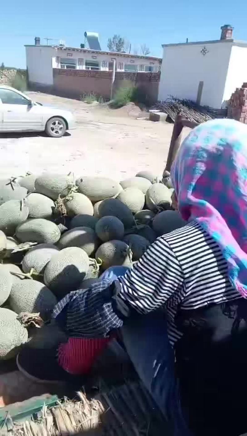 陆地现货质量好左右一星期大量上市