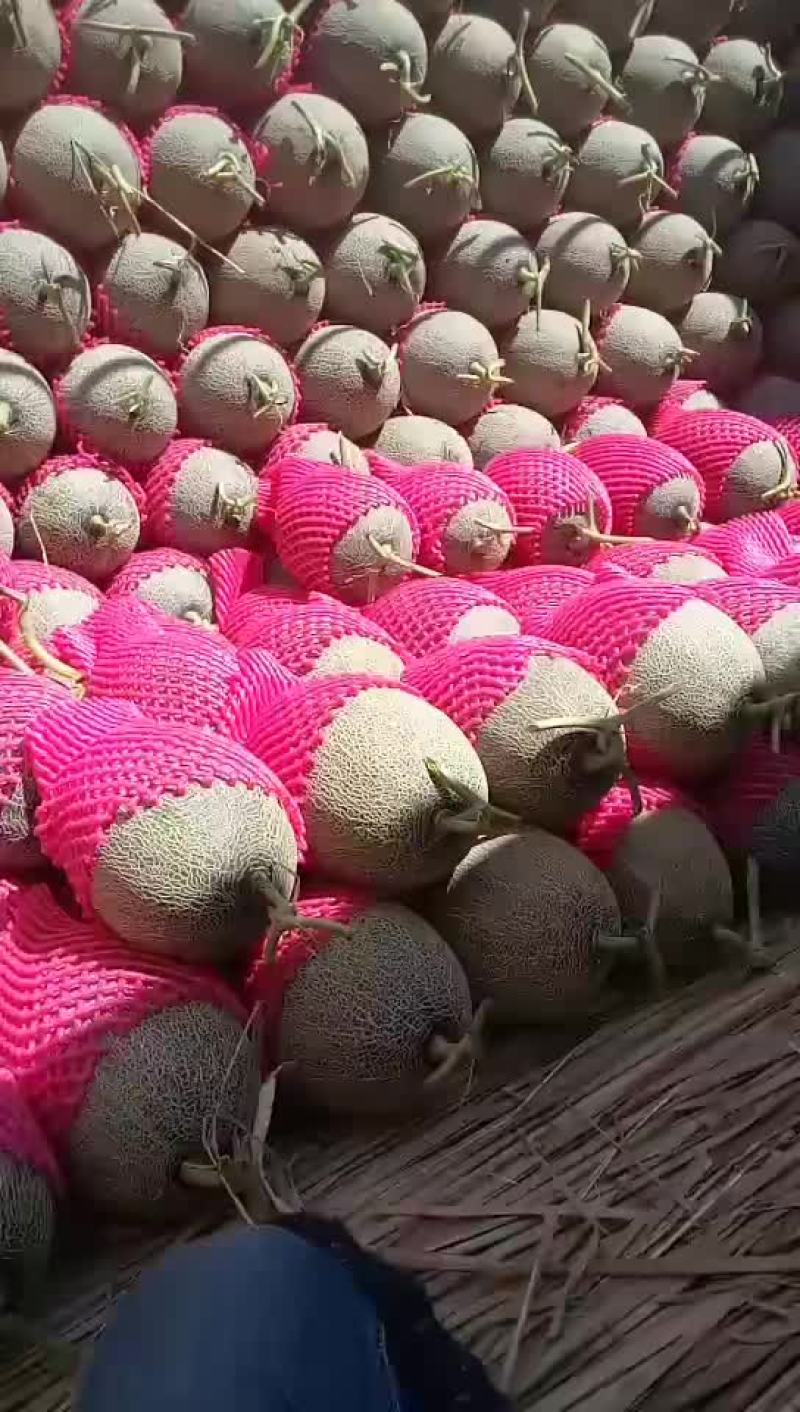 陆地现货质量好左右一星期大量上市