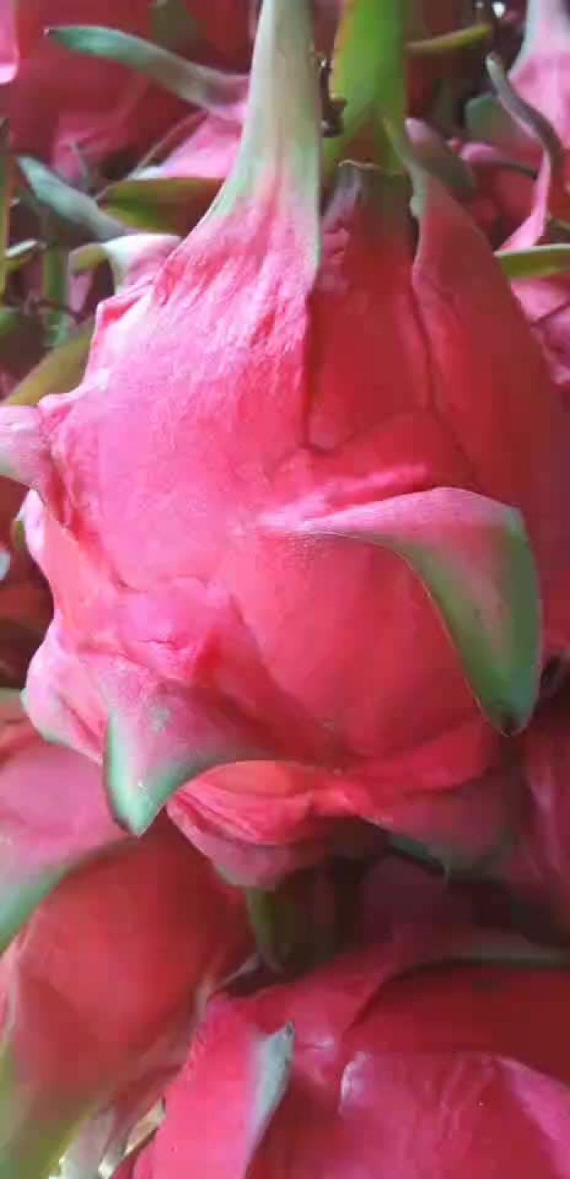 普红