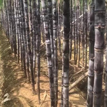 南沙区黑皮甘蔗爽脆甜