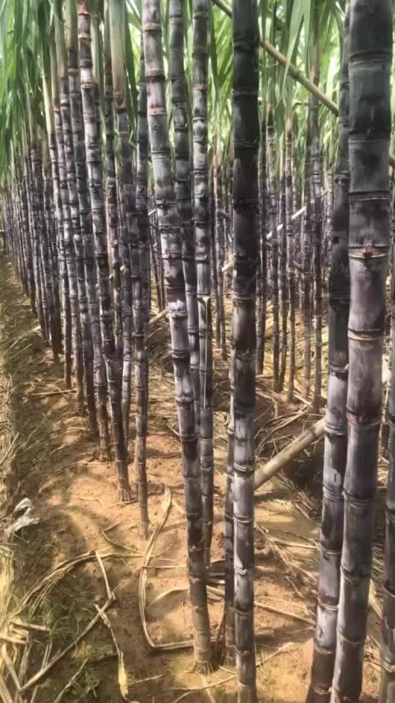 南沙区黑皮甘蔗爽脆甜