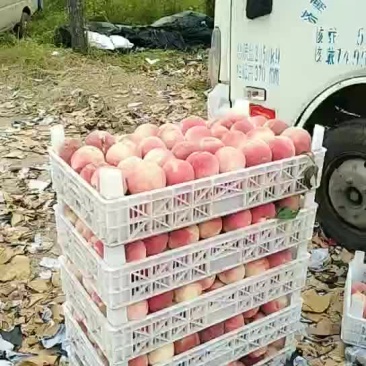 毛桃有货