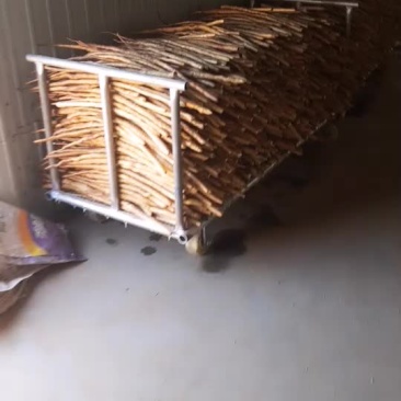 小白嘴白山药大量供应