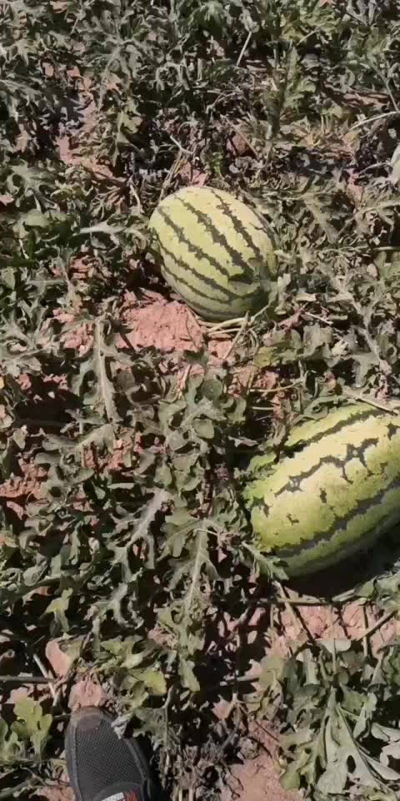 西瓜