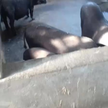 宏伟养殖场种母猪出售