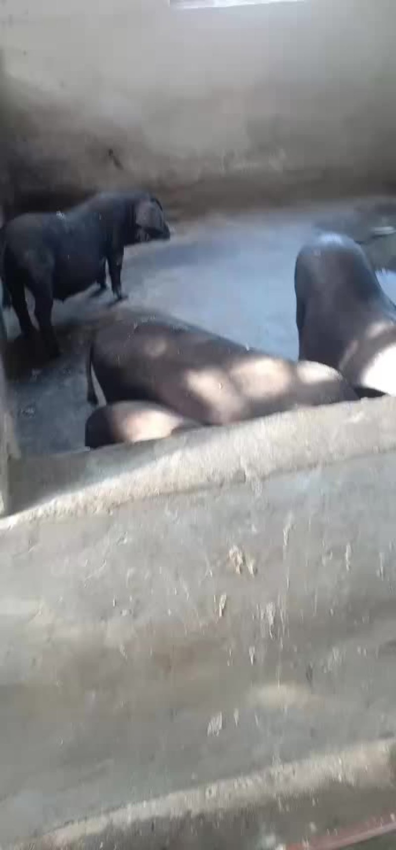 宏伟养殖场种母猪出售