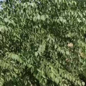 连翘树连翘树苗山西连翘树苗连翘苗大连翘苗