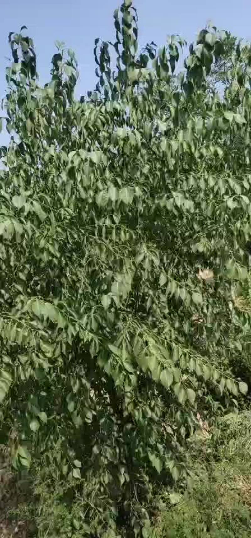 连翘树连翘树苗山西连翘树苗连翘苗大连翘苗