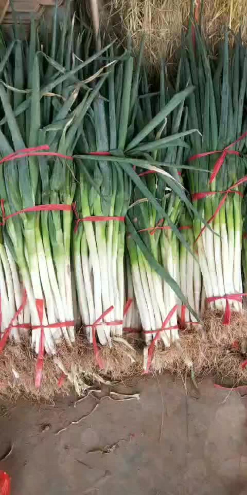 钢葱