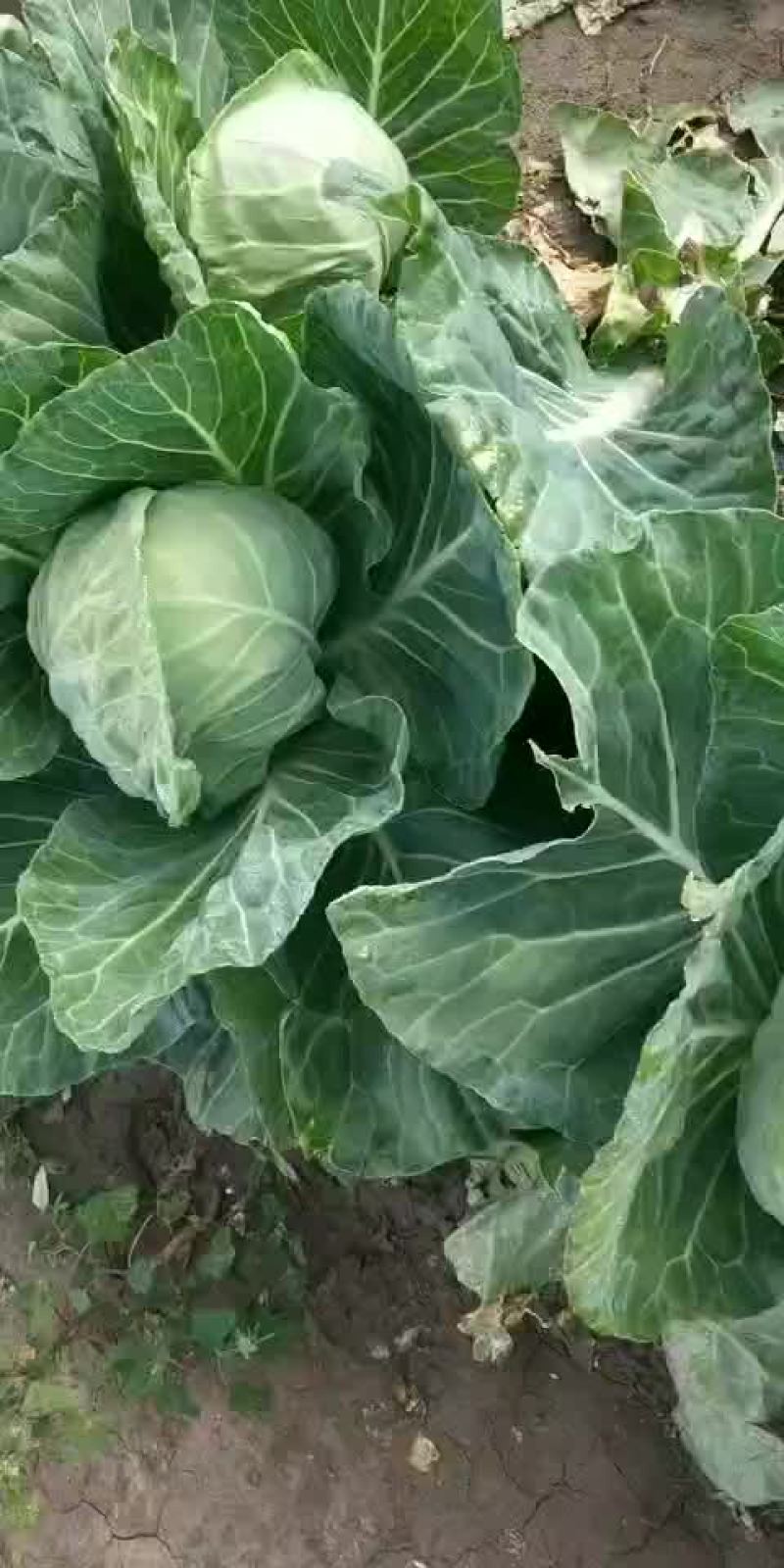 甘兰
