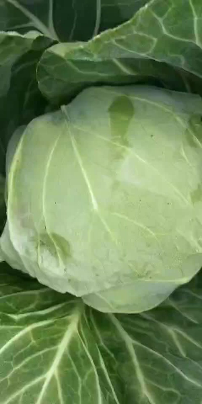 甘兰