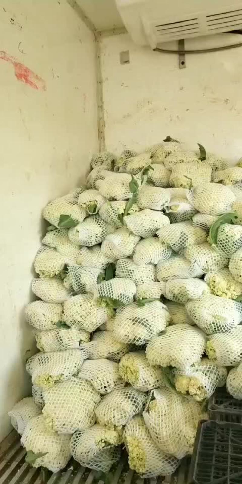 白面青梗松花菜