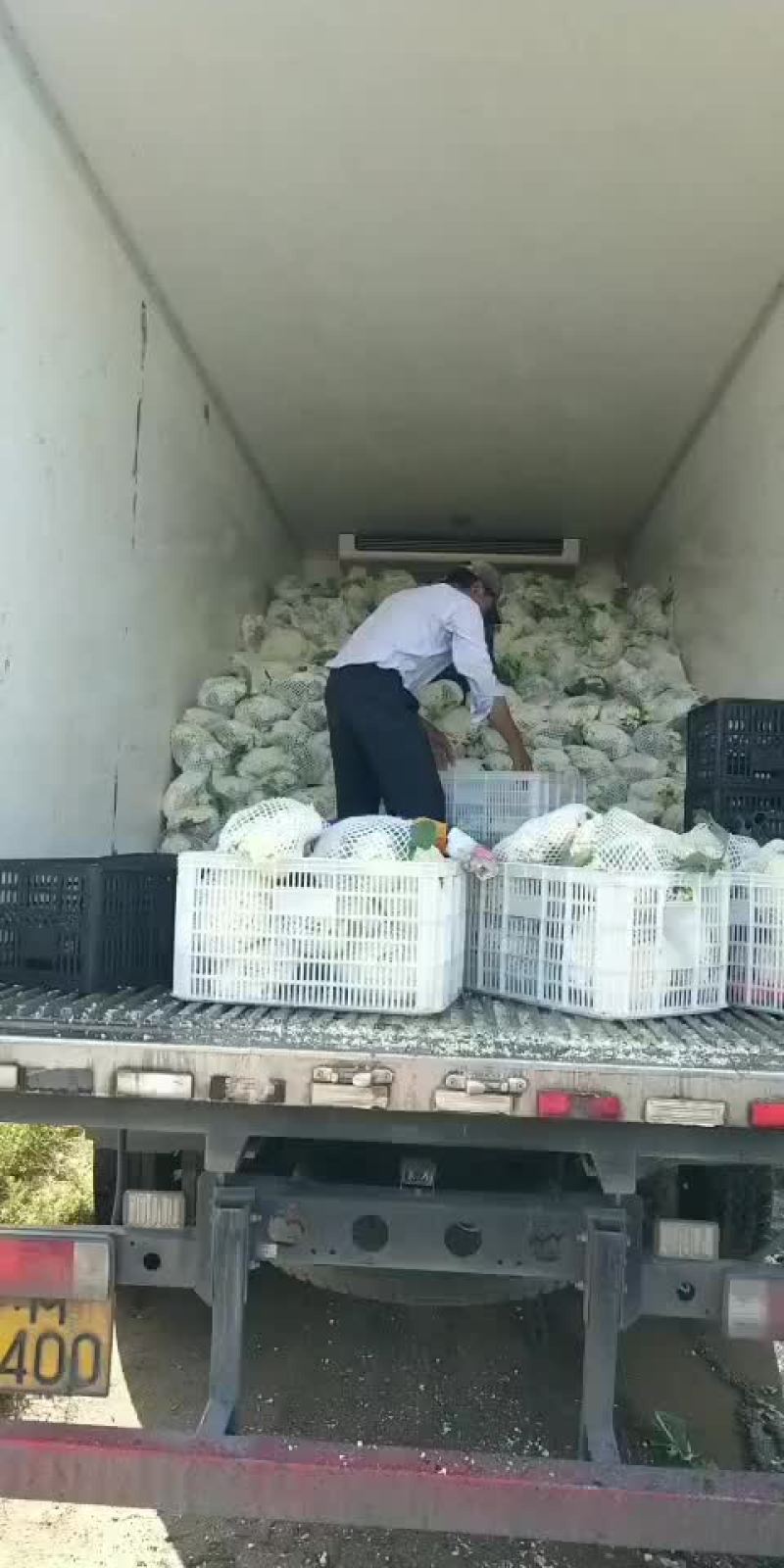 白面青梗松花菜
