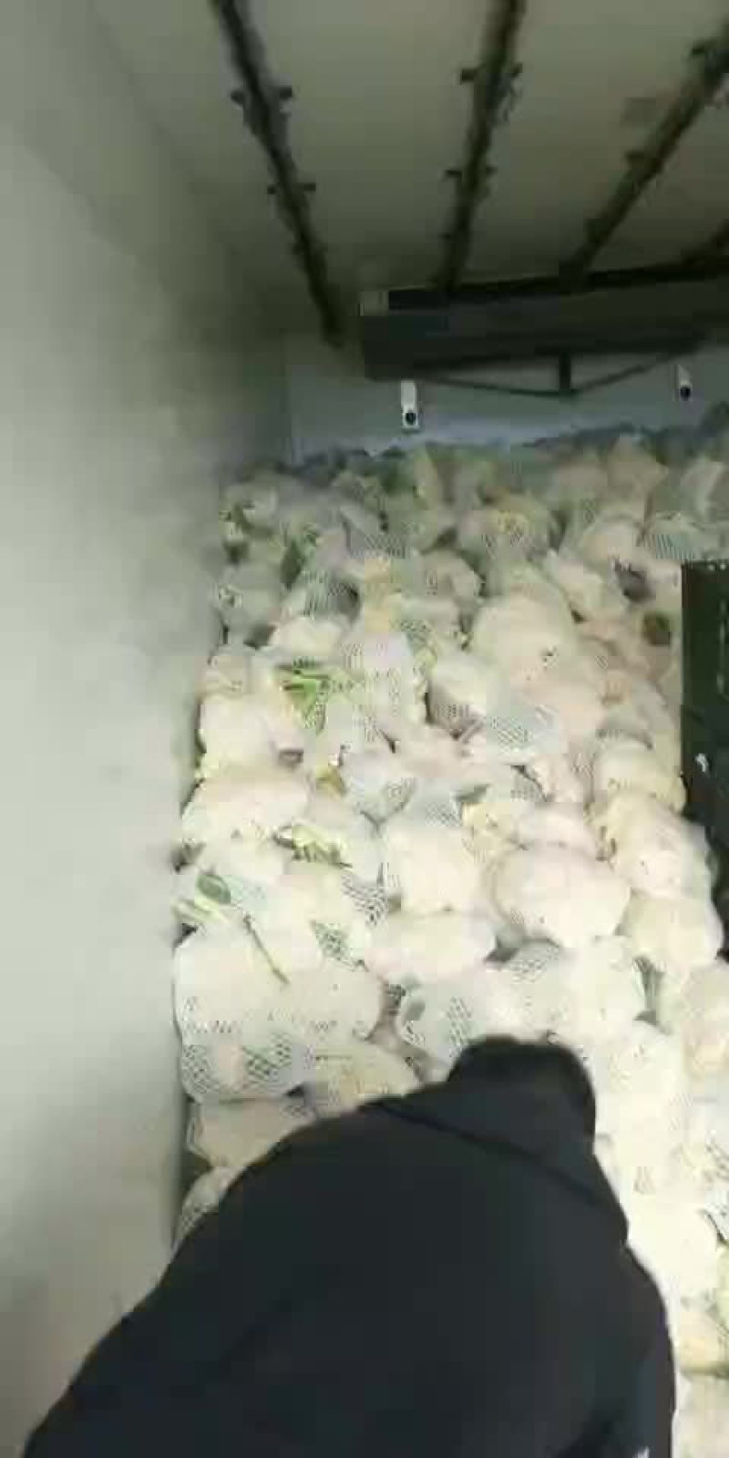 白面青梗松花菜