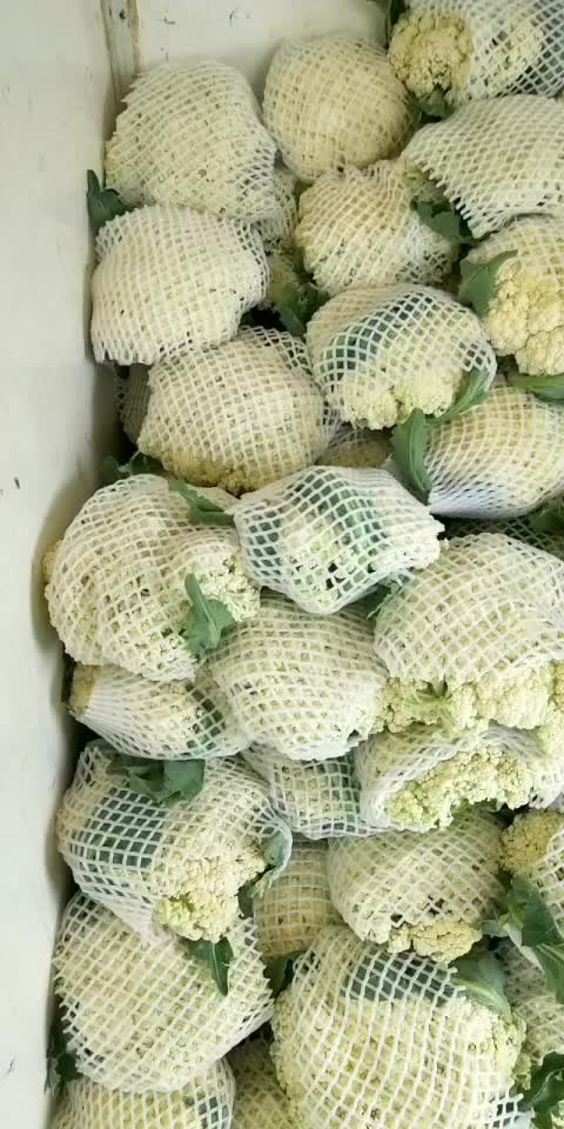 白面青梗松花菜