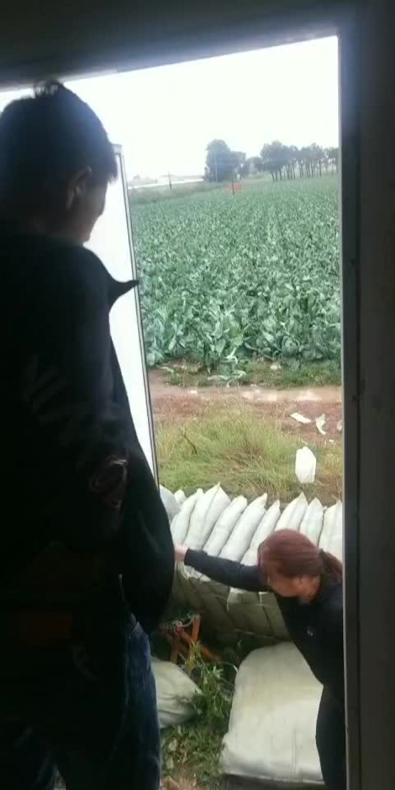 白面青梗松花菜