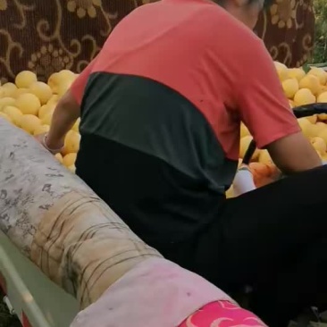 个头大香脆甜