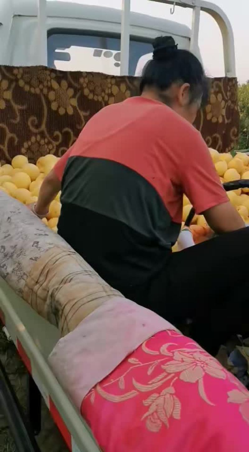 个头大香脆甜