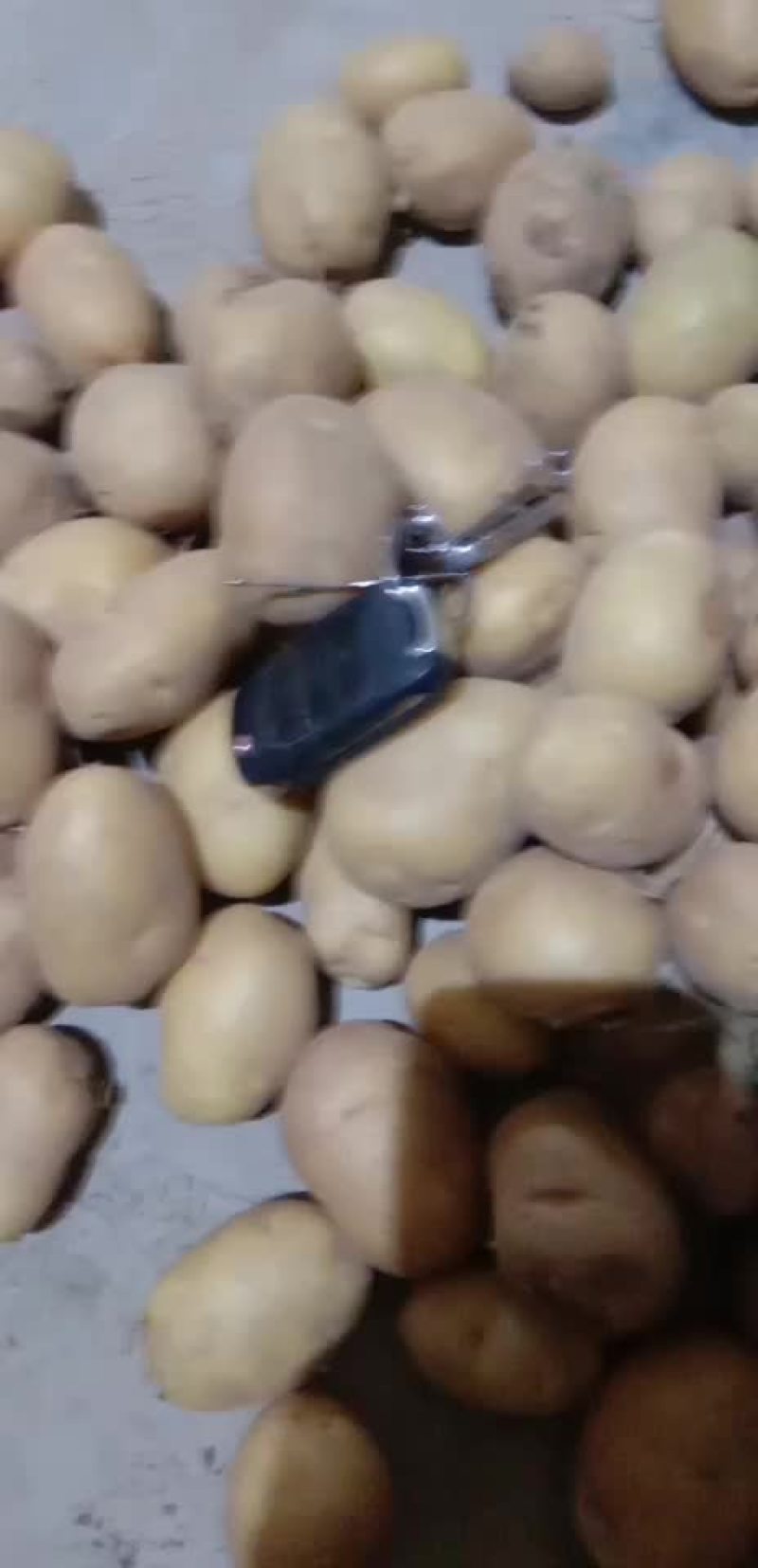 土豆