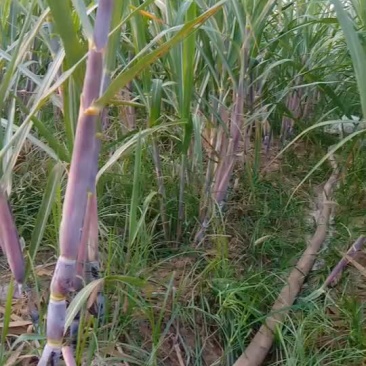 适合北方种植的红皮甘蔗